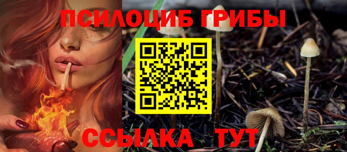 Псилоцибиновые грибы Psilocybine cubensis Киселёвск