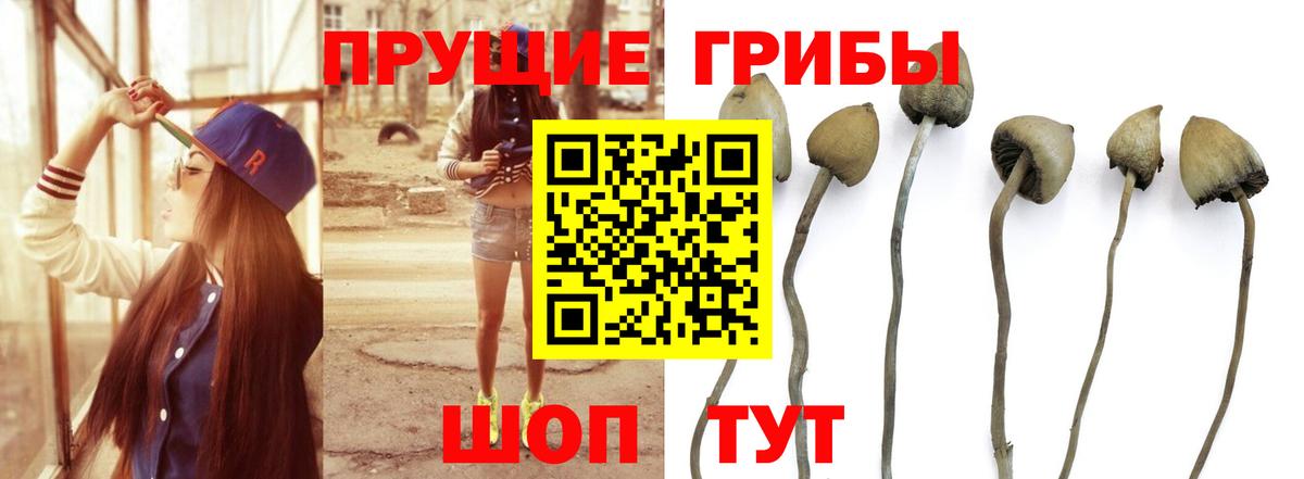 Киселёвск  Галлюциногенные грибы Cubensis  Вход с VPN  Галлюциногенные грибы Cubensis 
